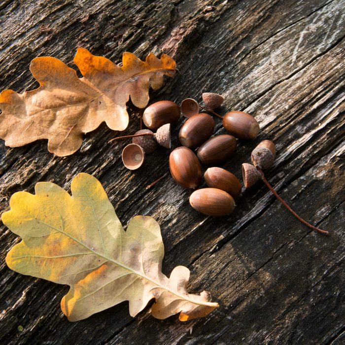 Closeup shot of some acorns next to two dry leaves put on a piece of wood A closeup shot of some acorns next to two dry leaves put on a piece of wood